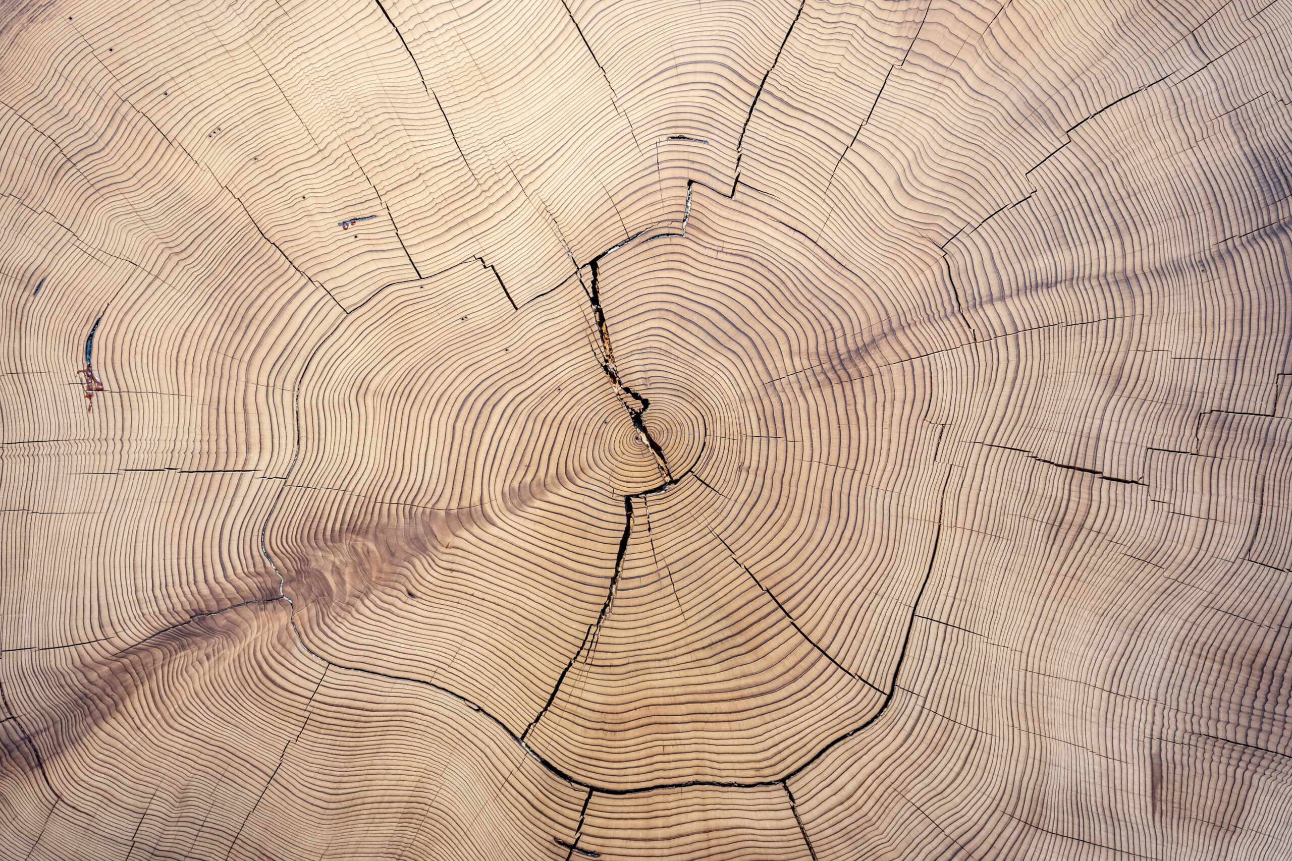 Featured image for “Ausschreibung für Projekte im Umweltbereich – Thema: Holz”